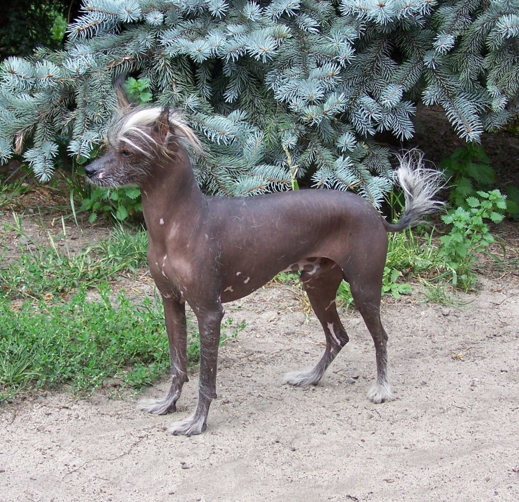 Elton John Polcolland