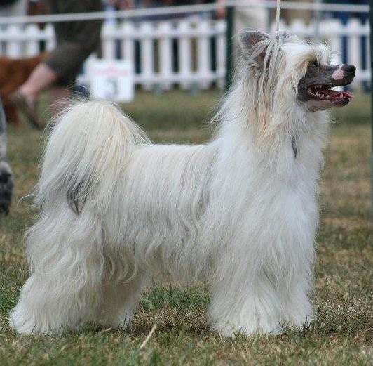 Solino's Little Mr.Number One