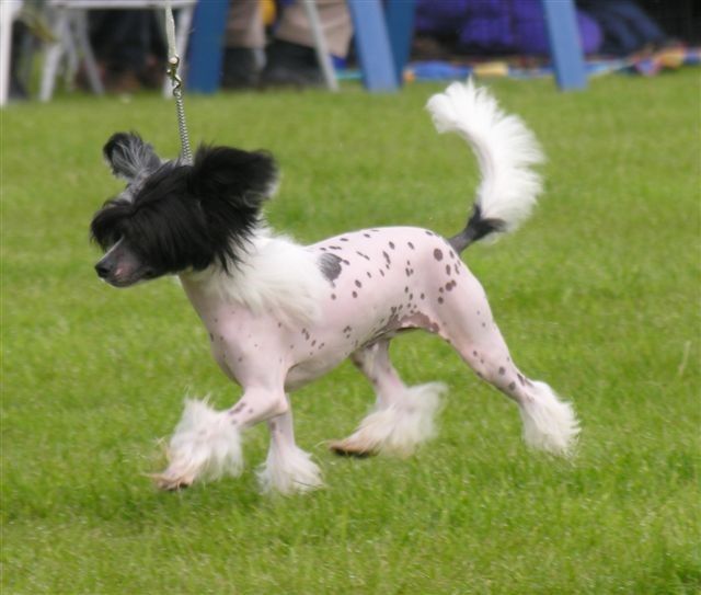 Moretonia Magic Marquis