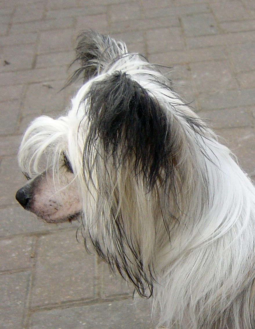 Bryelis Bumblebee Bonnet