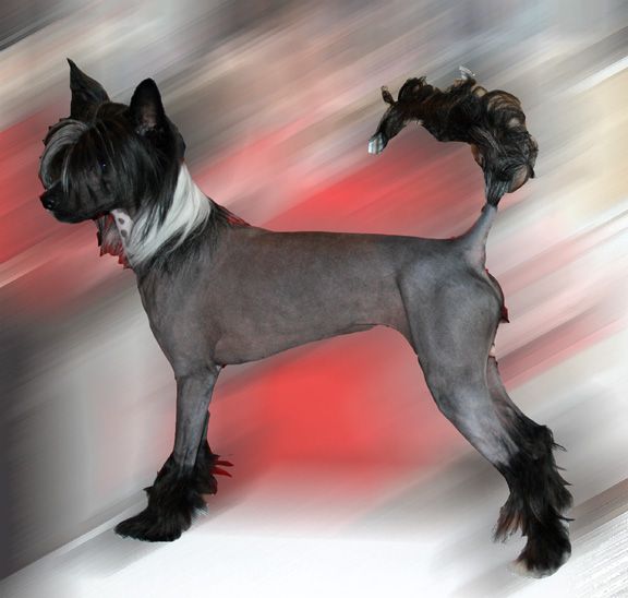 Chauve Mama Didnt Raise No Fool