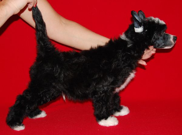 Volshebnaja Loshadka Unique Star