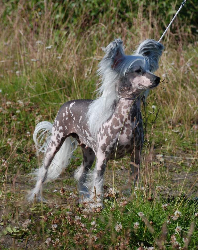 Kredo Festa Bemuseing Beauty