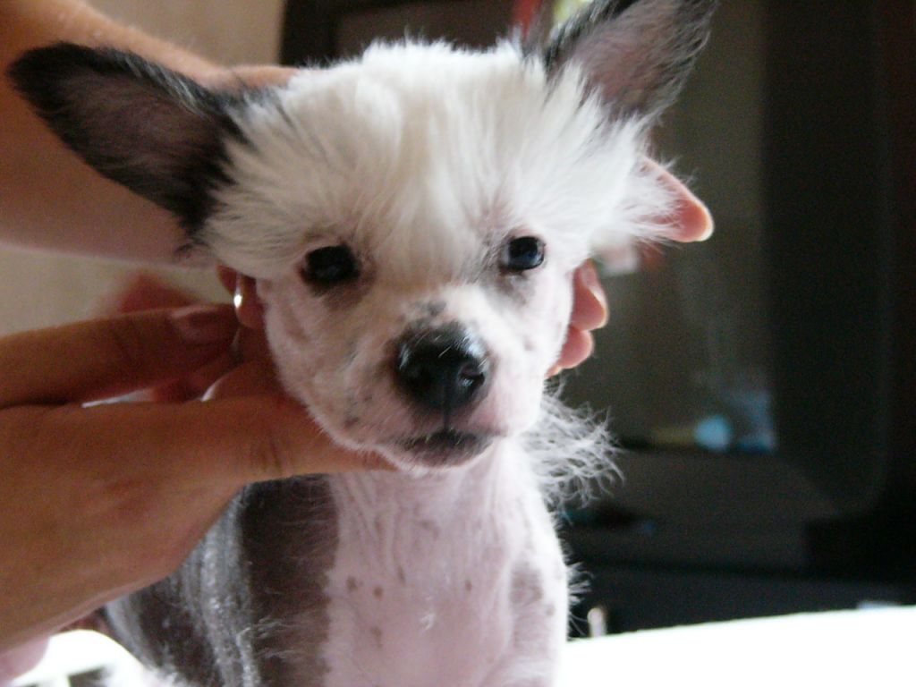 Candy Queen's Viva La Bam