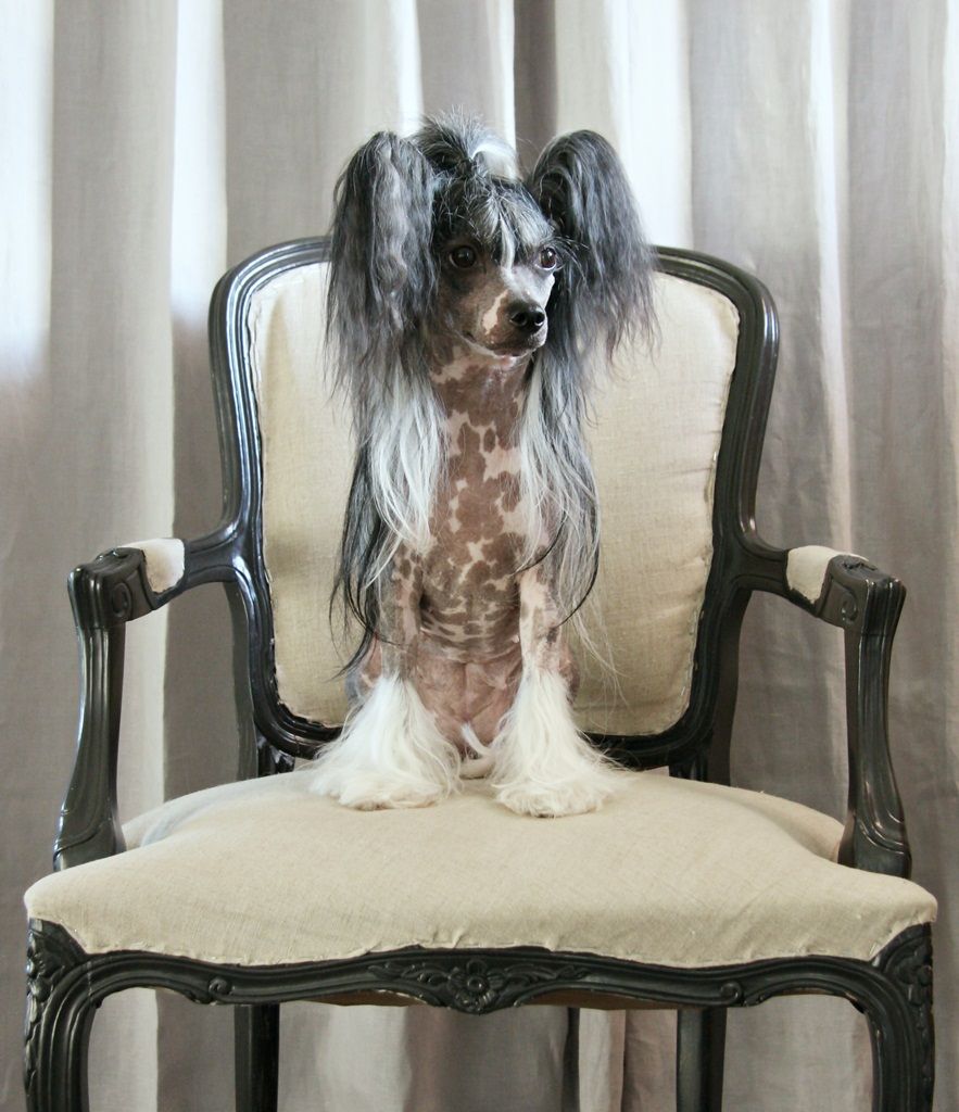 Candy Queen's Victorious Noir