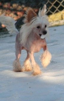 Sippelins No One Like Me