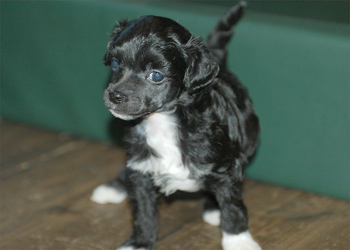 ZanZ A Lady's Choice