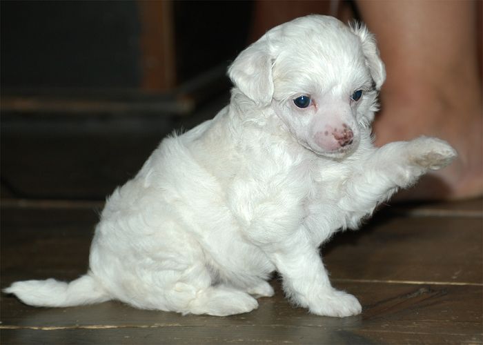 ZanZ A Little Too Perfect