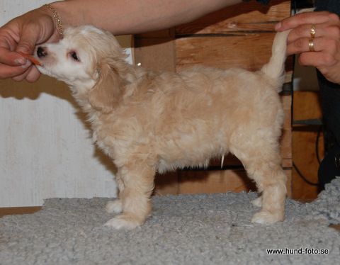 Kozlowski's Jack Daniels