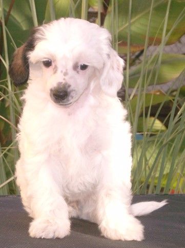 Yaquinas Anna dei Fiori