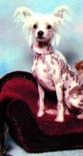 Shambhala's Sophie Rose