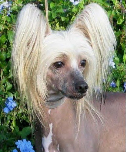 Tristar's Razzle Dazzle Um