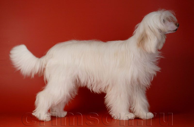 Rus Crimson Empaer Petit Fleur