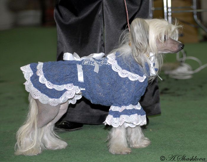 Rus Crimson Empaer Princess of Daisy