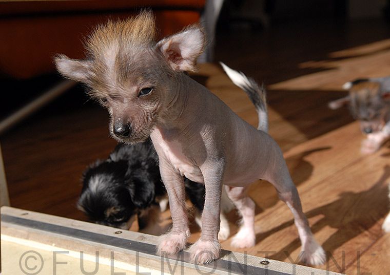 Full Monty A Dream Unthreatened