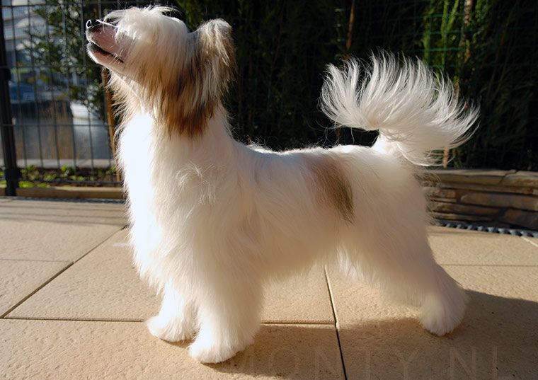 Full Monty No Sensation to Compare