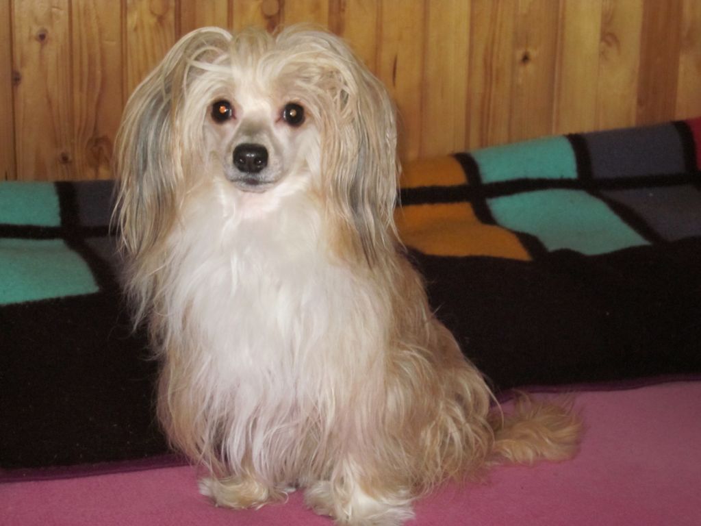 Escáda Divoky Mesic