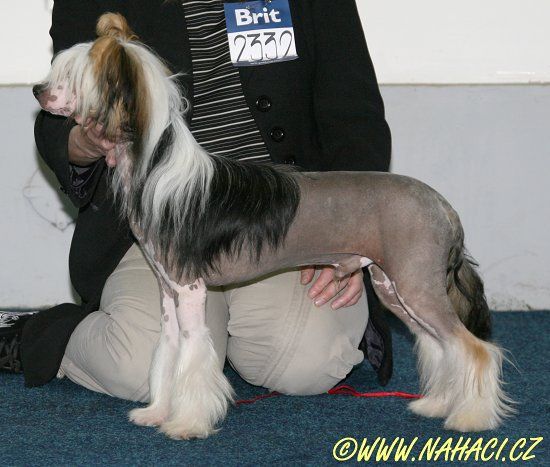 Ryzykant Capo Vaticano