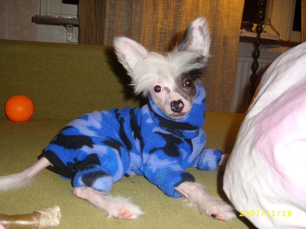 Jia Li's Amazing Da Jin Fen