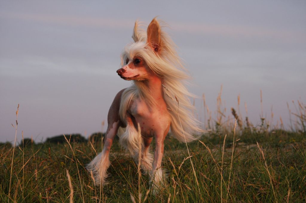 Apriori Vip It's Mine At Angel Look 