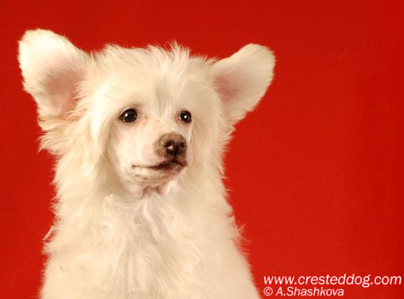 Apriori Vip In White 