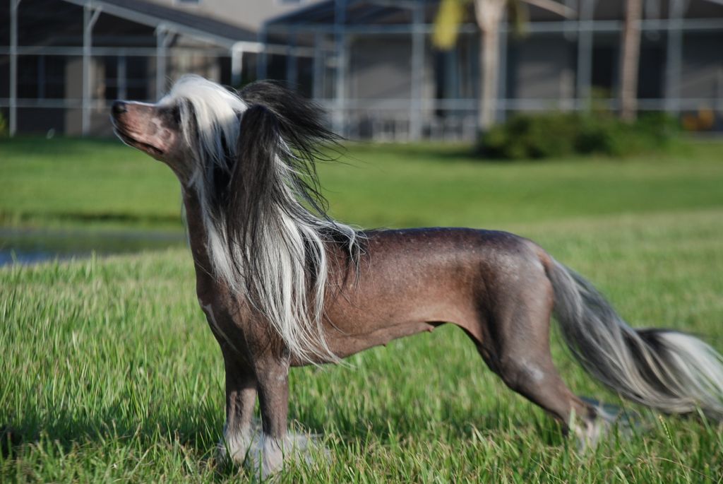 Olivera's Bamboozling Panda HL