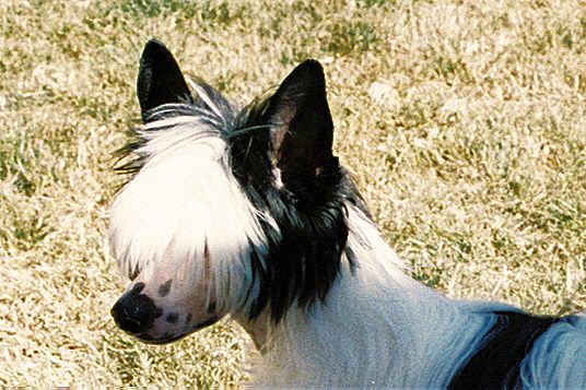 Sanuchar N V Me at Jazlin