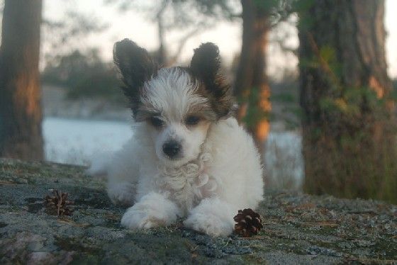 Kuutarhan Vappuhuiska 