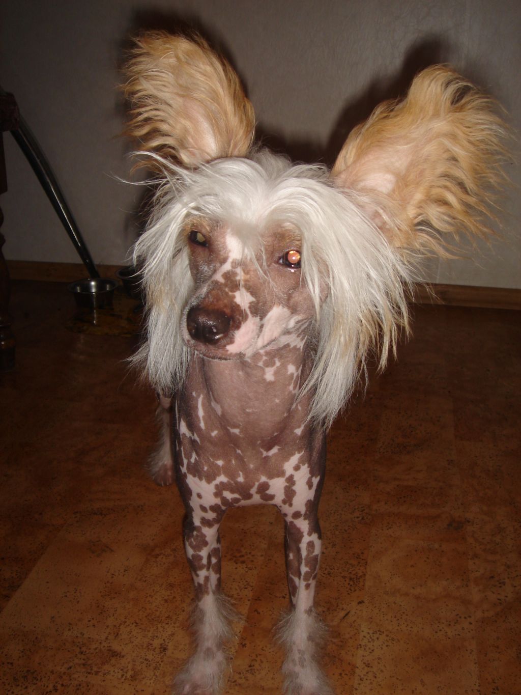 Rouber Balt Madeira Mit