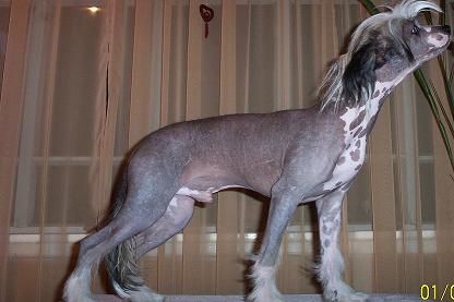 Kado Kitaiski Potselui E-Marshal