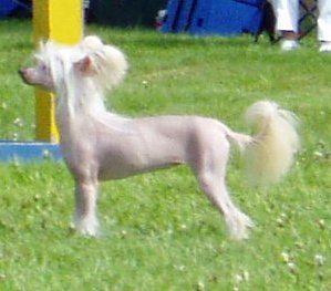 Rise From the Ashes To Gardine