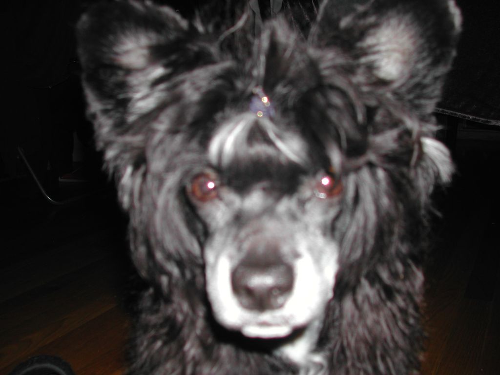 Little Black Boy Ozzy