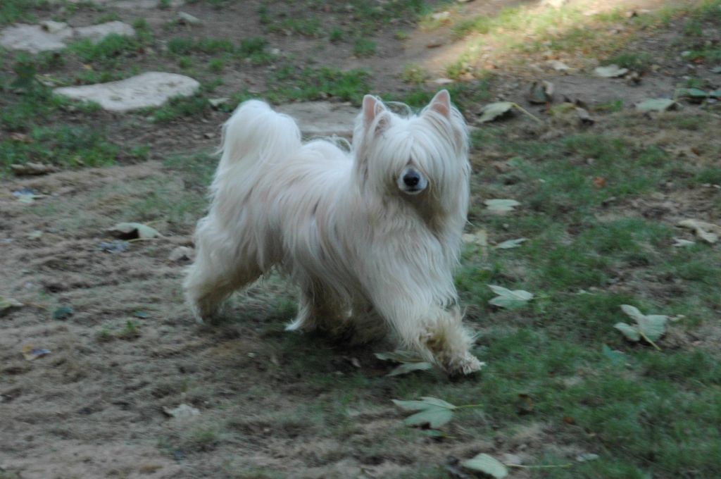 Grizzly Little Champs