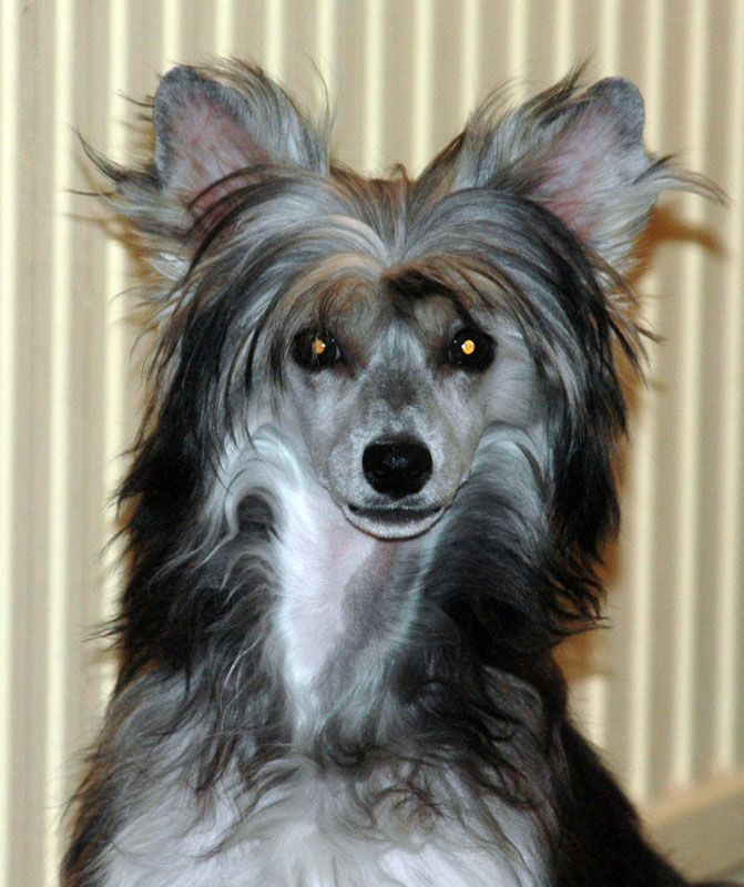 Gogo Chanel Little Champs