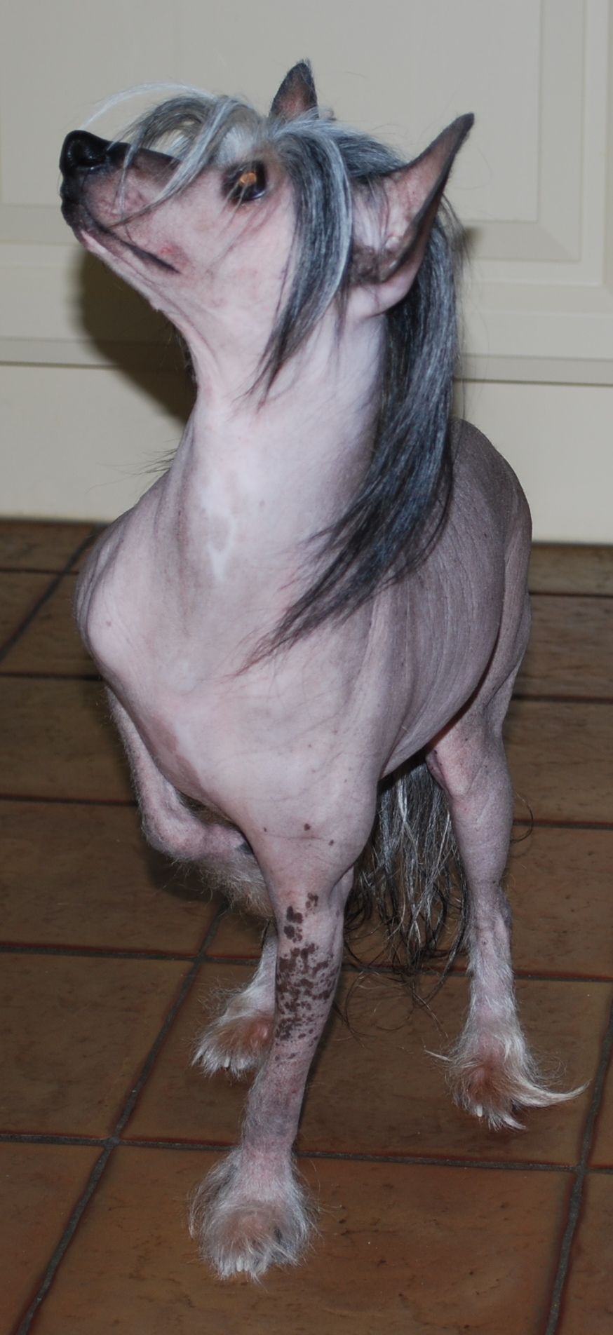 Galynne Little Champs