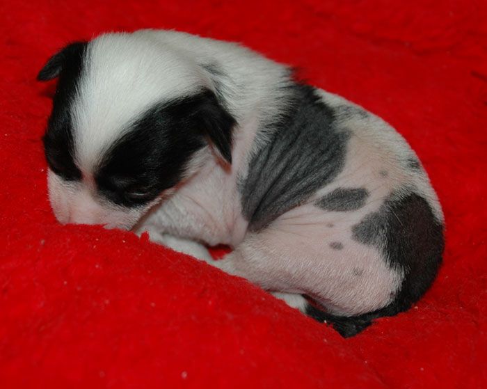 Gracious Little Champs