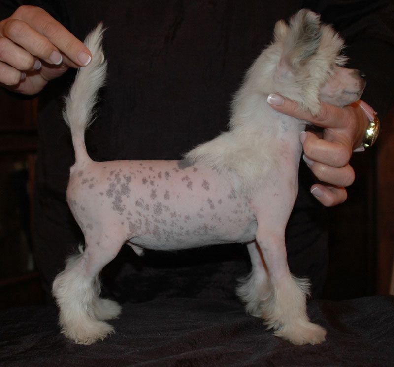 Grand Prix Little Champs