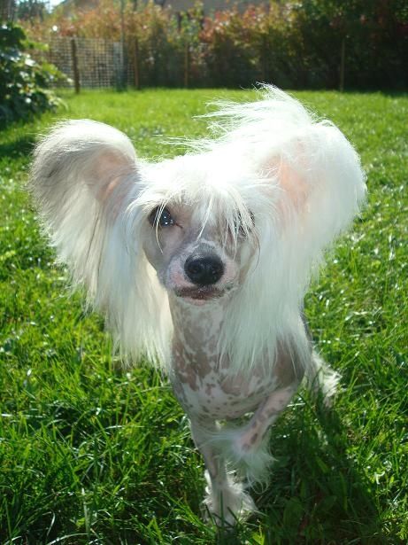 Joyway's Unicorn Joy