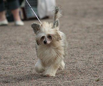 Joyway's Unicorn Hope