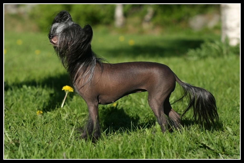 Joyway's Unicorn Kiss