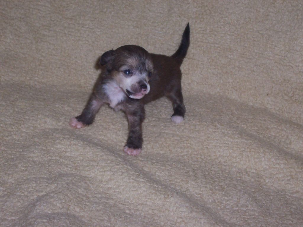 Muffin Gavany's Bohemia