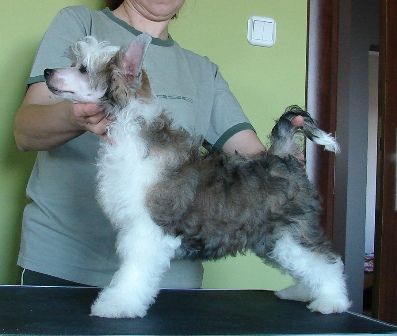 Windy Night Favonius