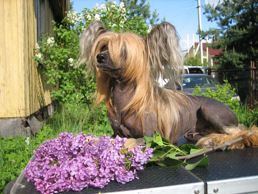 Zholesk Alleya Slavy