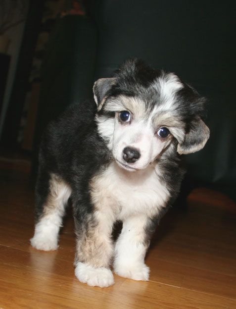 Luminara's Ghost Buster