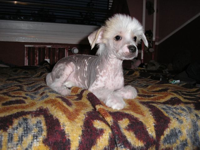 Sárkányföldi Aramisz