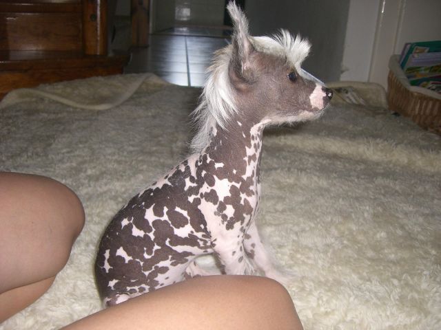 Sárkányföldi Aphroditte