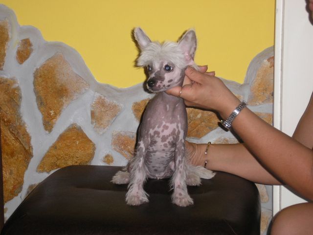 Sárkányföldi Amanda