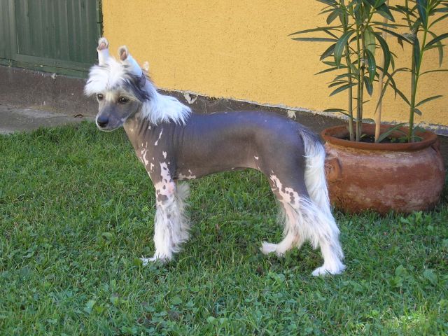 Sárkányföldi Aida