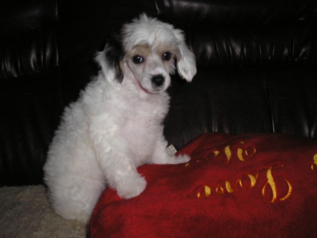 Sárkányföldi Abenni