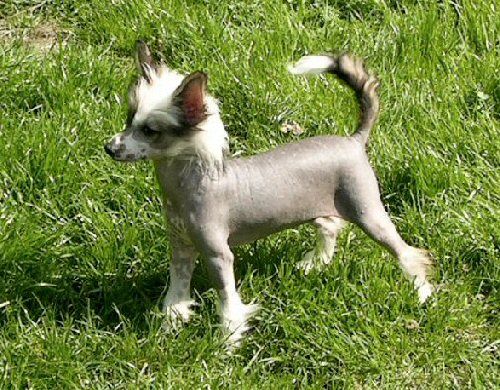 Esmeralda Top Model De Rama